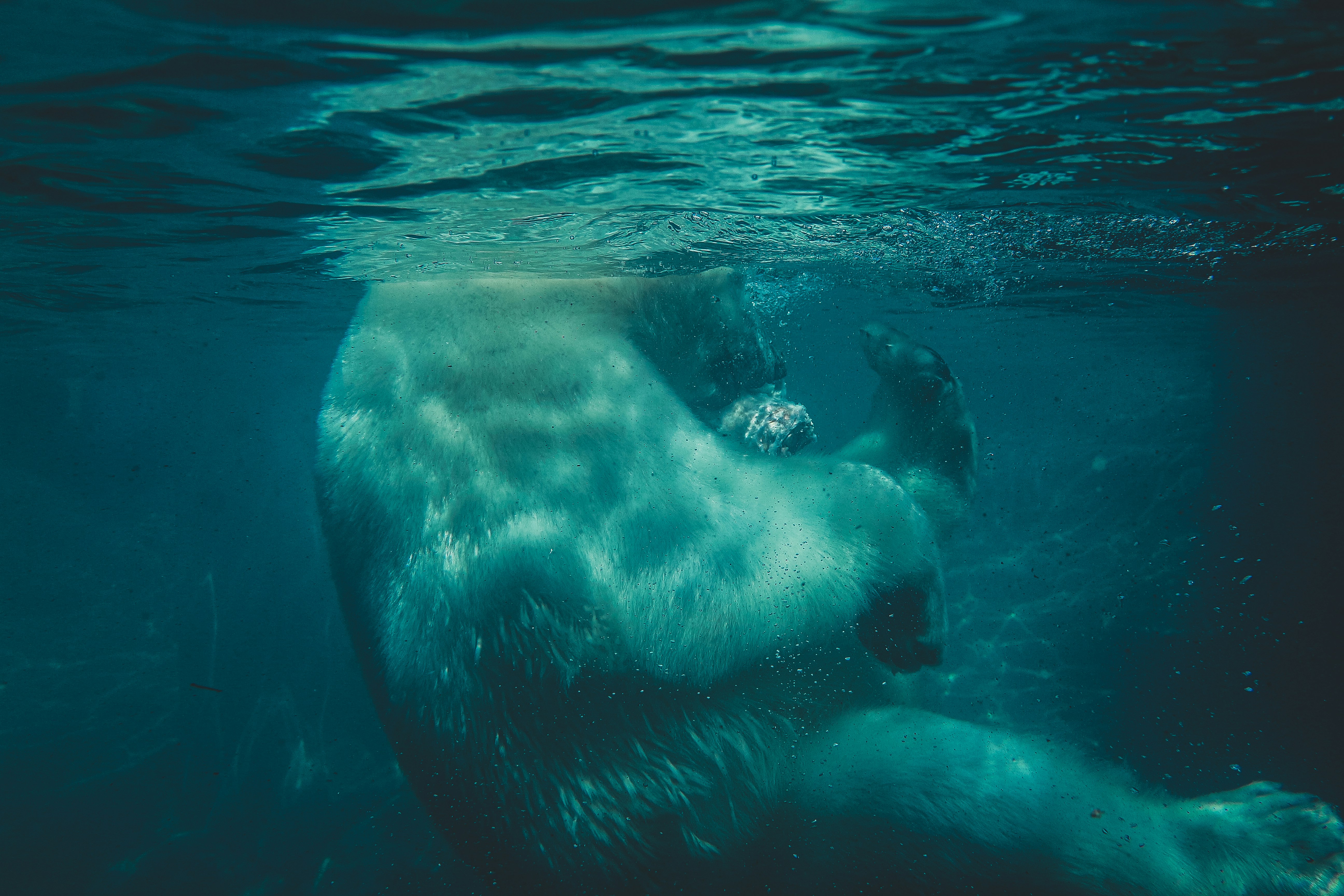polar bear in body of water